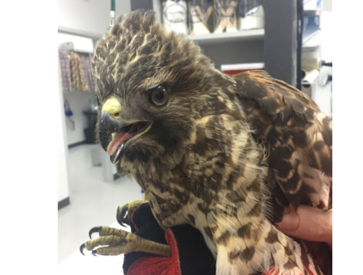 wildlife rescue resources from East Roswell Vet Hospital