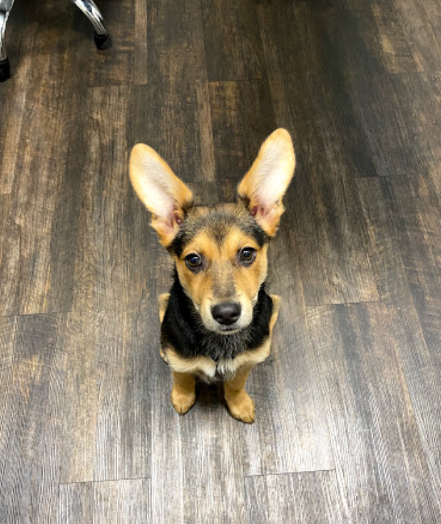 Local veterinary resources from East Roswell Vet Hospital