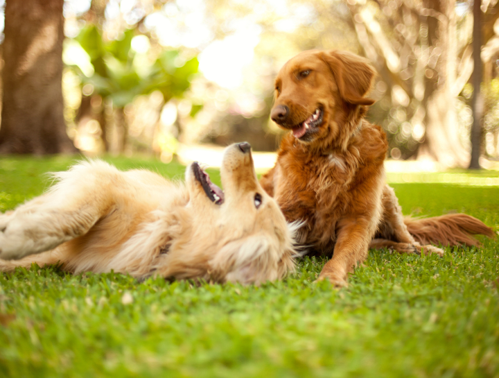 Pet Ultrasound