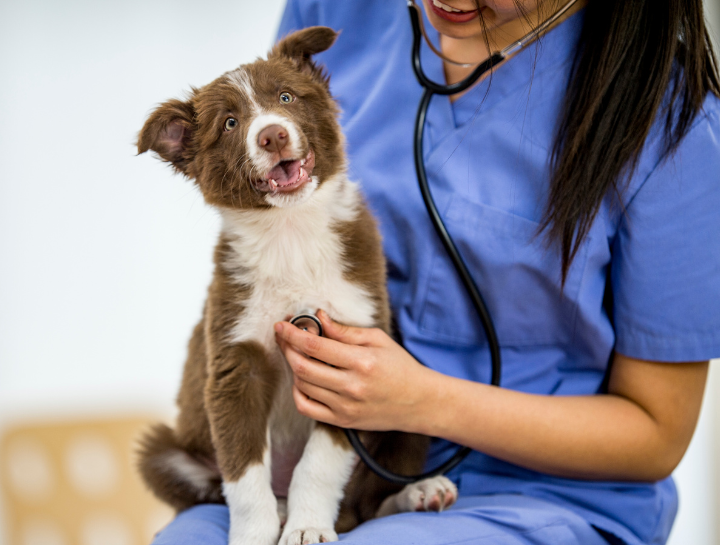 Cat & Dog Diagnosis