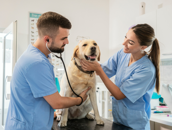 Pet Digital Radiology